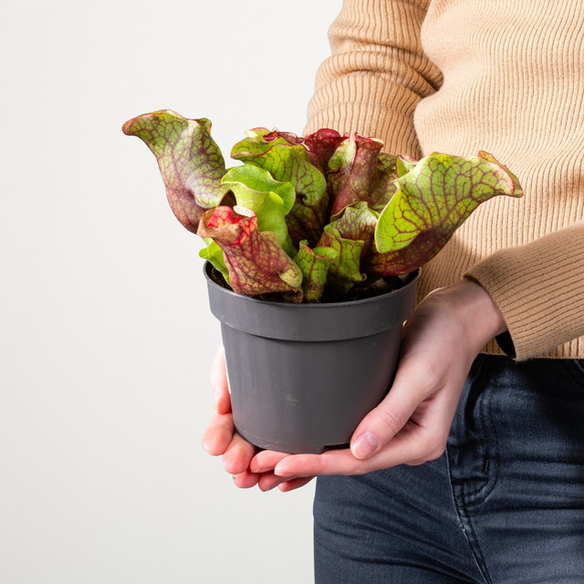 Sarracenia Schlauchpflanze Venosa von BLUME2000, grün-rote gemusterte fleischfressende Zierpflanze - Bild 1