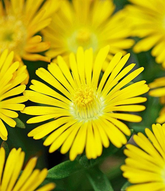 Winterharte Eisblume Golden Wonder - Bild 1
