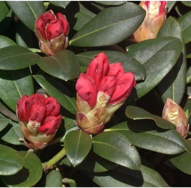 INKARHO Rhododendron Lampion Alpenrose in Rot, 20-25 cm - Bild 1