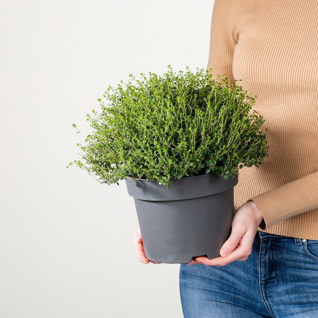 Zitronen-Thymian Busch von BLUME2000 (Thymus x citriodorus) - Bild 1
