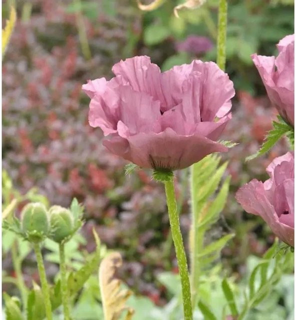 Papaver orientale Patty's Plum Türkischer Mohn in Lila für Garten und Beet - Bild 1