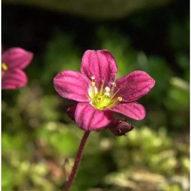 Moossteinbrech Triumph Saxifraga arendsii als mehrjährige Gartenpflanze für Beeteinfassungen und Grabbepflanzungen - Bild 1