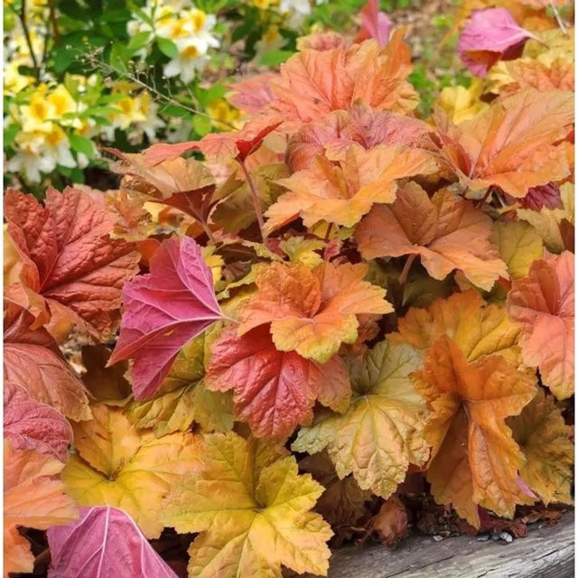 Heuchera villosa Purpurglöckchen Brownies Gartenpflanze in Braun und Mehrfarbig - Bild 1