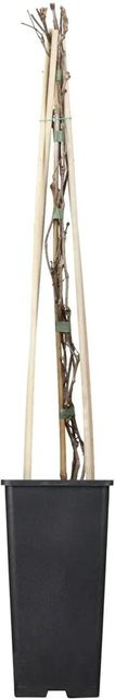 GROW by OBI Kletterpflanze Mauerwein Purpurrot Parthenocissus quinquefolia engelmannii im Topf Durchmesser: 17 cm - Bild 1