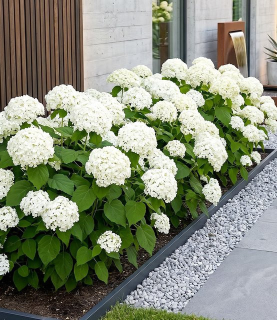 Schneeball-Hortensie Annabelle - Bild 1