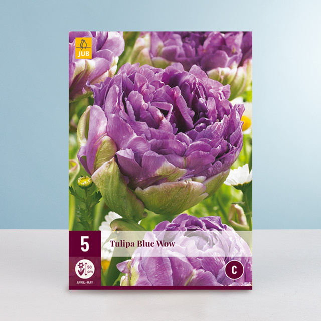 Gefüllte Tulpe Blue Wow von BLUME2000 mit 5 Zwiebeln - Bild 1