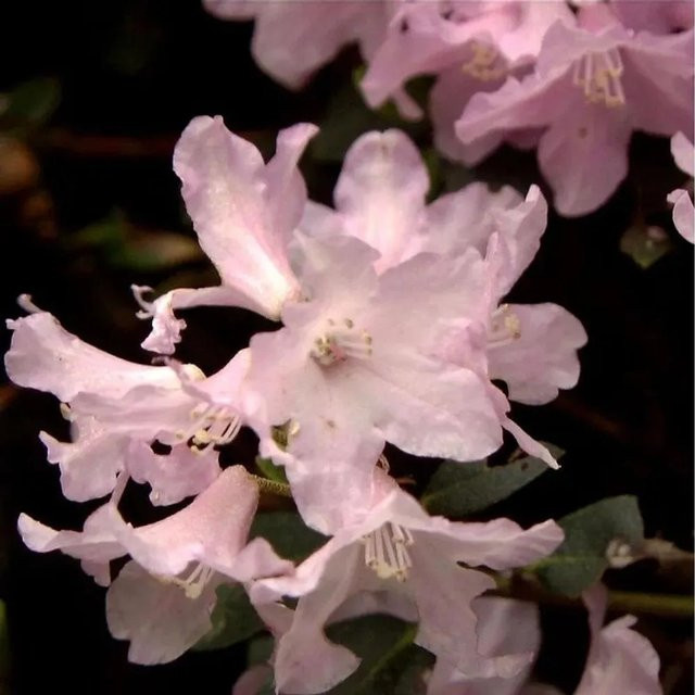 Rhododendron ferrugineum Rostblättrige Alpenrose Tottenham von Nr-01.de, Topfpflanze 10-15 cm - Bild 1