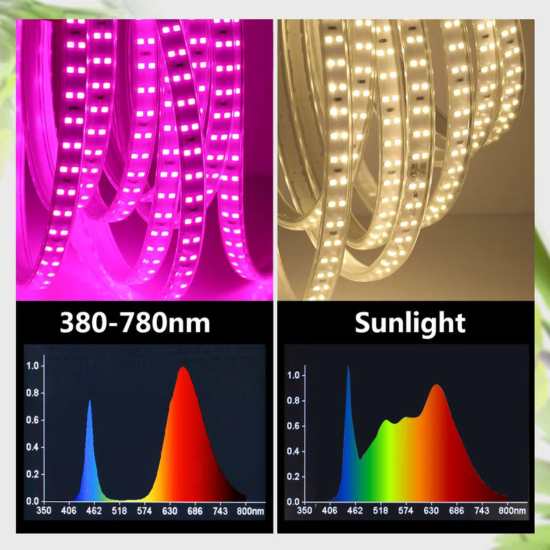 GRAXGROW LED-Pflanzenlichtstreifen mit zweireihigen SMD-Lampenperlen, 12 W/m, wasserdichter Grow Light für Gewächshäuser, Weiß - Bild 4