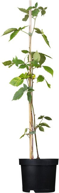 GROW by OBI Bio Brombeere Chester Thornless Rubus fruticosus im Topf - Bild 1