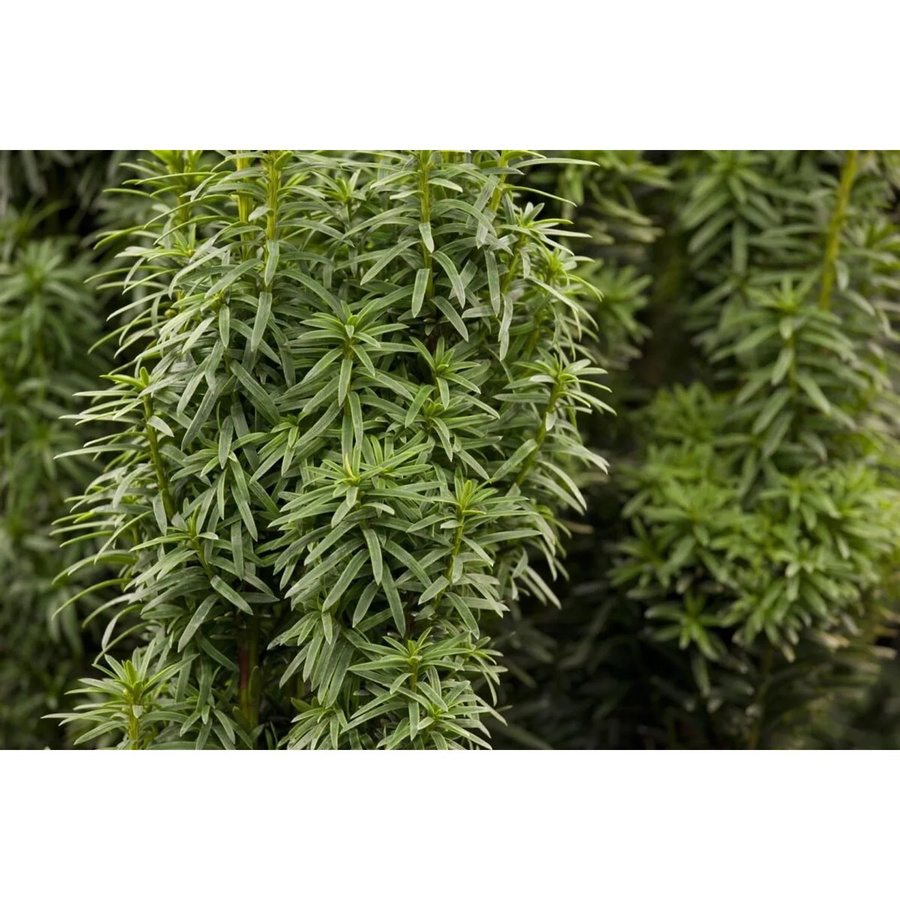 Taxus baccata David Eibe als grüne Heckenpflanze für den Garten, Höhe: 60-70 cm - Bild 2