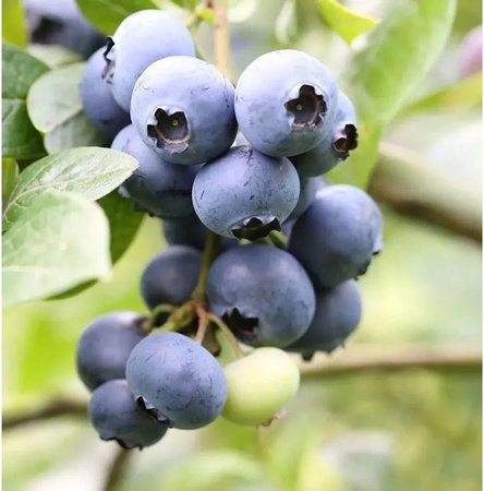 Heidelbeere Grover Vaccinium corymbosum Beerenstrauch mit dunkelblauen Früchten von Nr-01.de