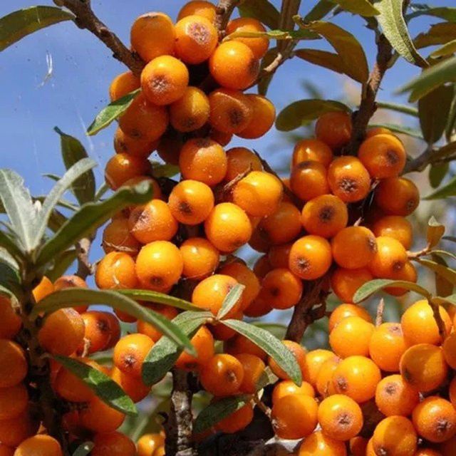 Arborix Sanddorn Hippophae rhamnoides Beerenstrauch mit graugrünem Laub im Container, Höhe: 60 bis 80 cm - Bild 1