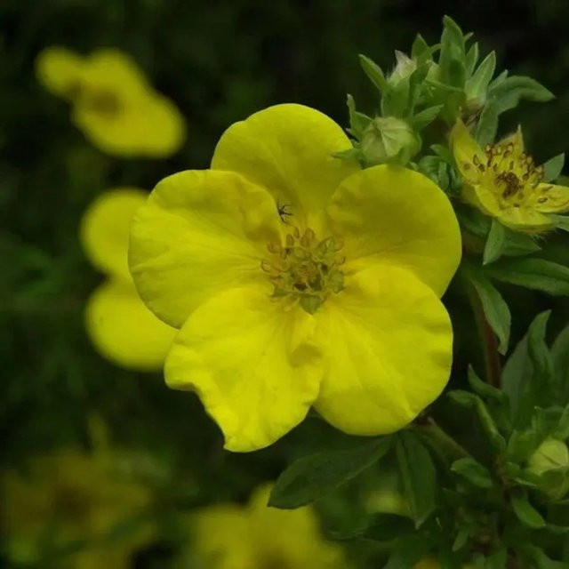 10x Kleiner Spierstrauch Goldfinger Potentilla fruticosa Gelb als Bodendecker für den Garten - Bild 1