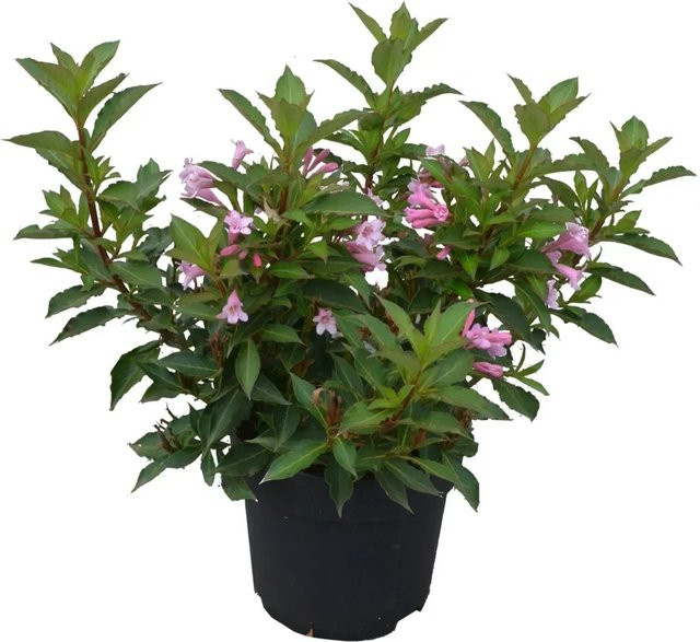 GROW by OBI Weigelie Pink Poppet Weigela florida in 6l Topf, Höhe: 50-60 cm - Bild 1