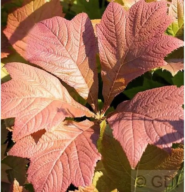 Rodgersia pinnata Chocolate Wings - Fiederblättrige Staude für den Garten - Bild 1