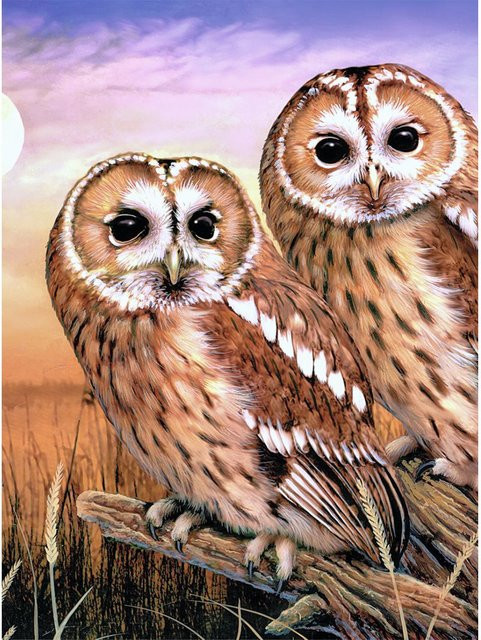 Royal Langnickel Malen nach Zahlen Tawny Owls Eulen - Bild 1