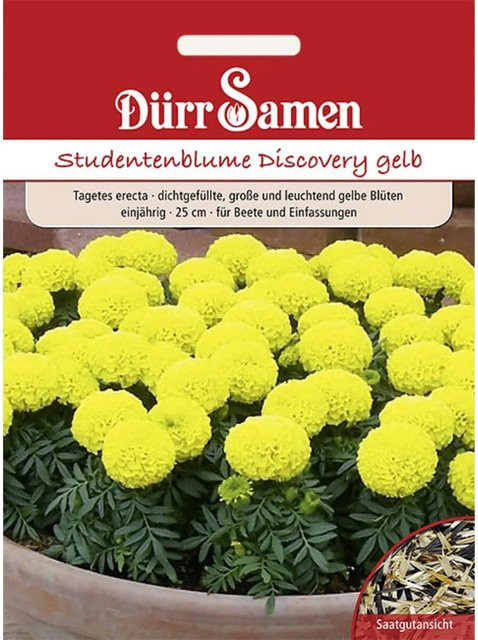 Dürr Studentenblumen Discovery Gelb Einjähriges Saatgut für das Beet - Bild 1