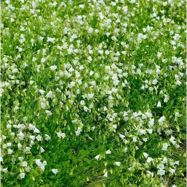 Zwergglockenblume Bavaria White Campanula punctata weiße Staude für Garten und Steingarten - Bild 1