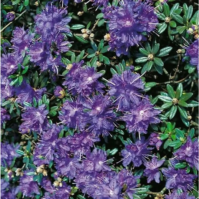 Zwerg Rhododendron Azurika Rhododendron impeditum in Lila, 15-20 cm Höhe - Bild 1