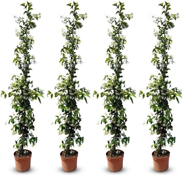 Sunny-Tree Toskanischer Jasmin Trachelospermum Jasminoides als Kletterpflanze für den Außenbereich, 4 Stück, Höhe: 160 cm, Weiß/Grün - Bild 1