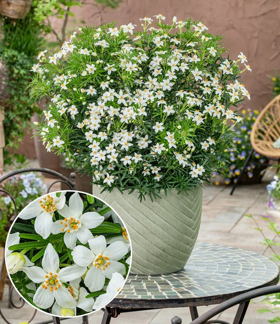 Choisya Tiny Dancer® Zwergchrysantheme - Bild 1