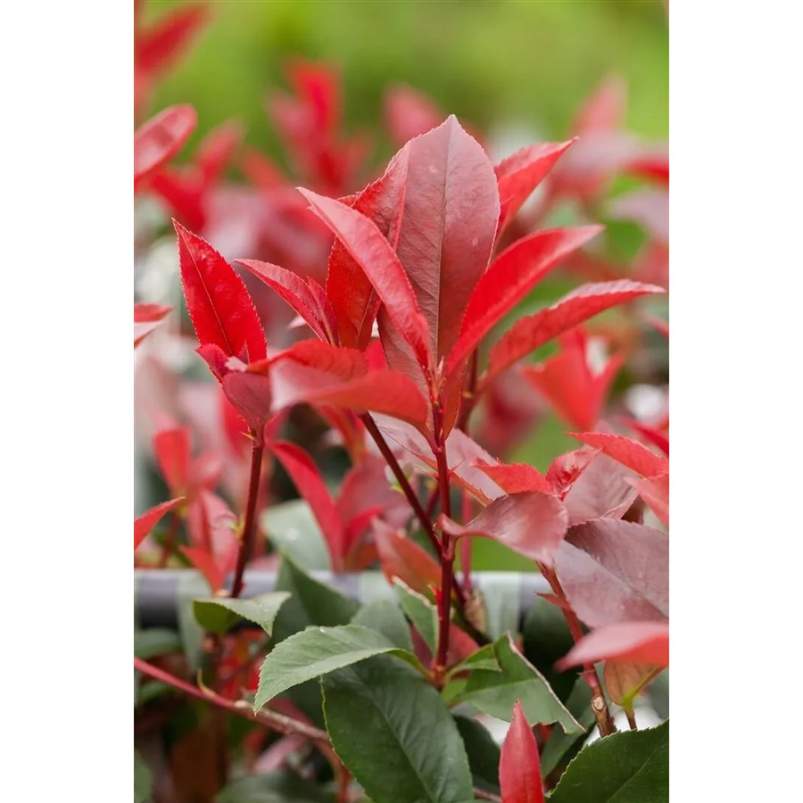 Photinia Fraseri Devils Dream Glanzmispel Rot, Höhe: 80–100 cm - Bild 2