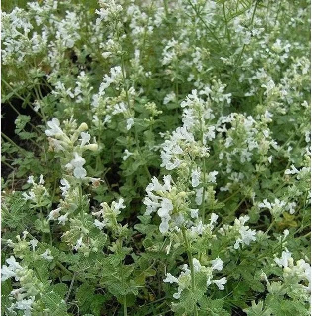Nepeta faassenii Katzenminze Gletschereis blaue Staude für den Garten - Bild 1