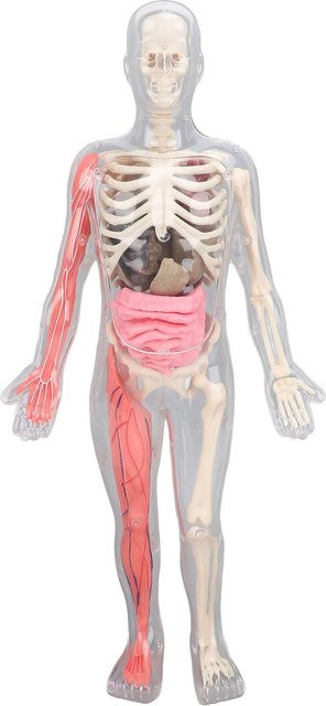 Koogeelife Menschliches Körpermodell, Anatomiefigur, mit herausnehmbaren Organen, Knochen leuchten im Dunkeln - Bild 1