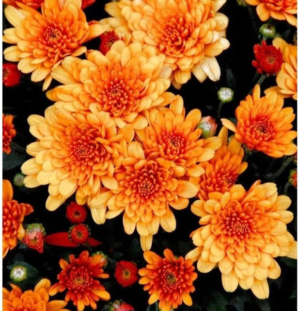 Winteraster Herbstbrokat Chrysanthemum Indicum von Die Nr-01.de als mehrjährige Gartenpflanze im Topf - Bild 1
