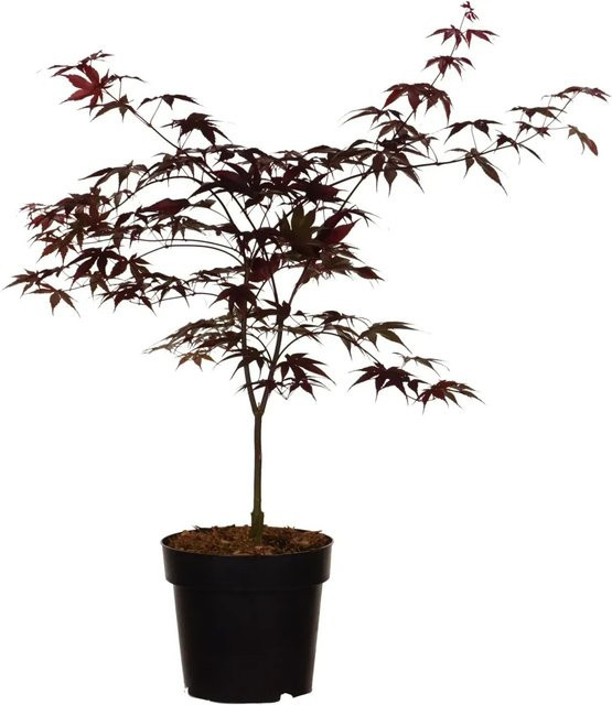 GROW by OBI Japanischer Fächer-Ahorn Bloodgood Acer palmatum Solitärpflanze im 4,5l Topf, Höhe: 40-60 cm - Bild 1