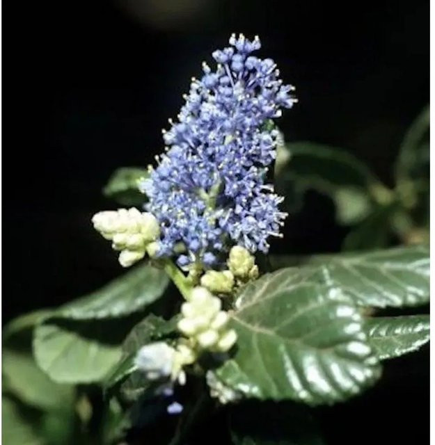 Ceanothus impressus Säckelblume Victoria Hochstamm in Blau, 40-60 cm - Bild 1