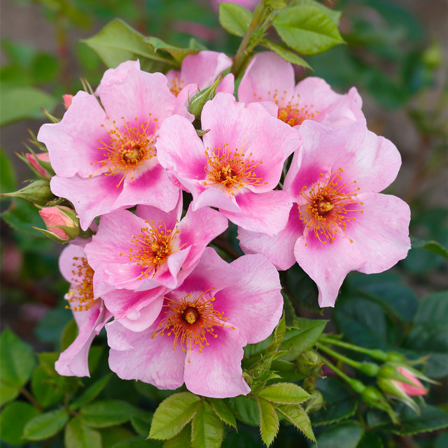 Strauchrose Tantau Orienta Laila mit Blüte von Juni bis Oktober - Bild 1