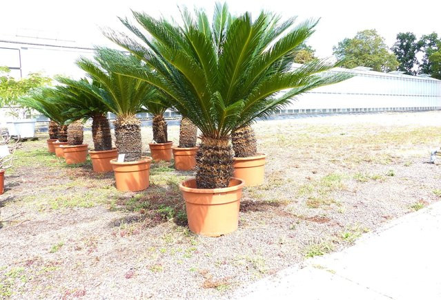 Japanische Sagopalme Cycas revoluta in Grün, Höhe: 130–150 cm - Bild 1