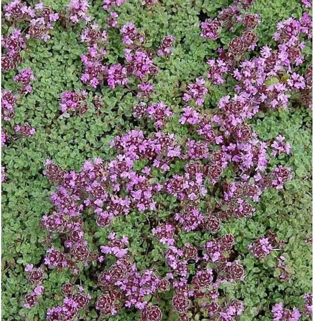 Polsterthymian Pseudolanuginosus Thymus praecox als lila Bodendecker und Kübelpflanze von Nr-01.de - Bild 1