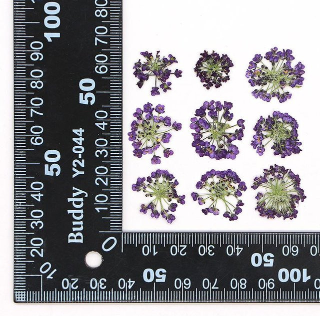 12 Stück Set getrocknete Schneeballblüten in Violett für DIY Schmuckherstellung und Handyhüllen, Größe 1,5-2,5 cm - Bild 1