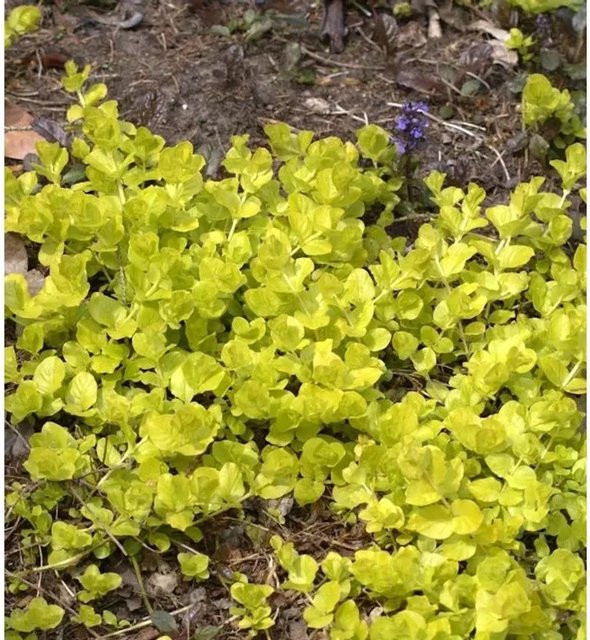 Pfennigkraut Goldilocks Lysimachia nummularia Bodendecker in Gold und Gelb - Bild 1