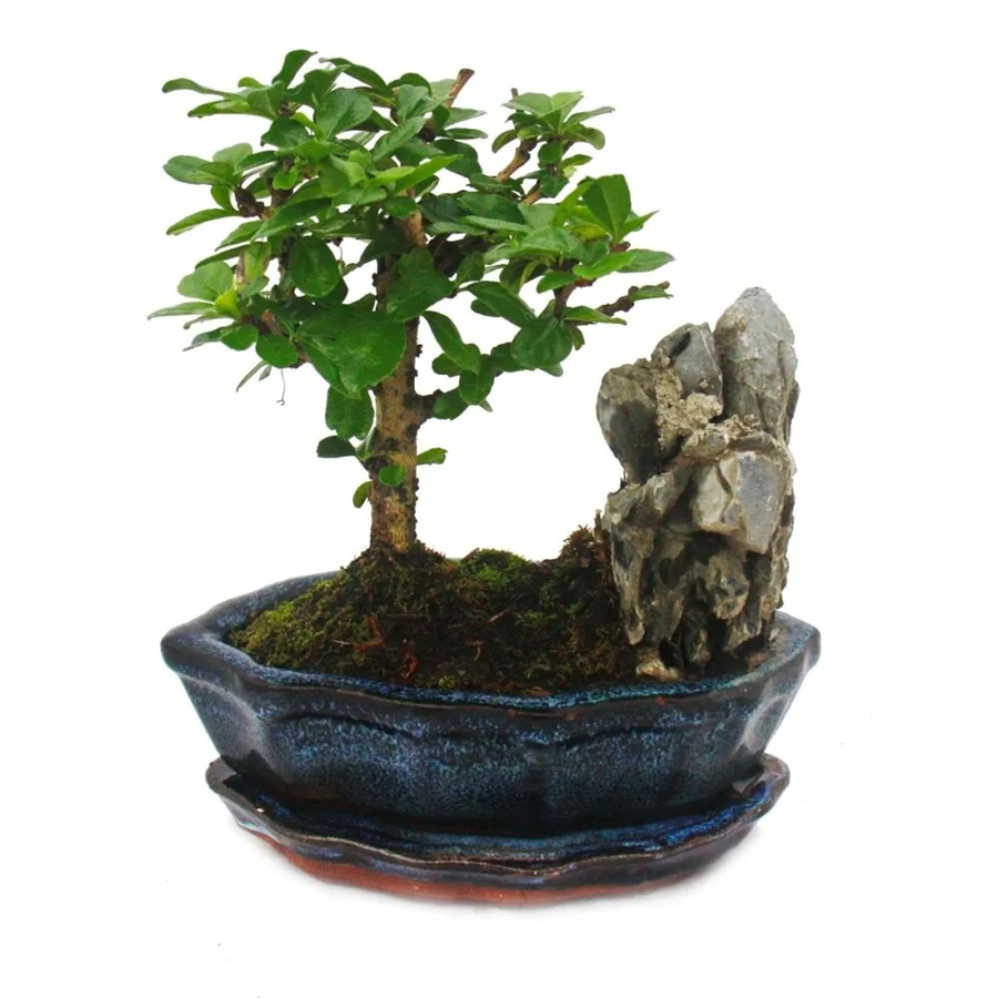 Exotenherz Bonsai Fukientee Carmona Microphylla Felslandschaft mit weißen Blüten, ca. 6 Jahre alt - Bild 2