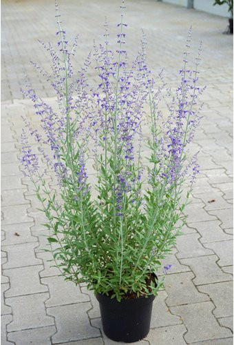 Gartenkrone Blauraute mit lila Blüten - Bild 1