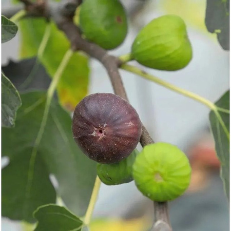 Feigenbaum Little Firoma Ficus carica von Nr-01.de, Höhe: 30-40 cm