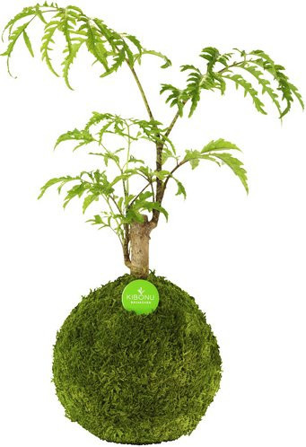 Kibonu Fiederaralie Polyscias fruticosa Zimmerpflanze in Grün - Bild 1