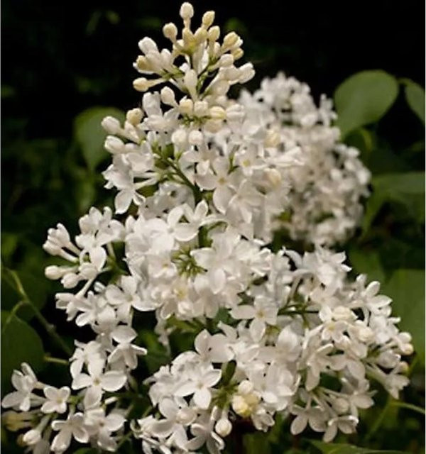 Edelflieder Schneeweißchen Syringa hyacinthiflora Kircher-Collection weiß 40-60 cm - Bild 1