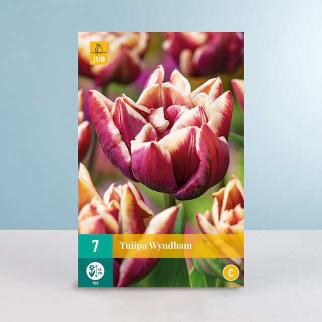 BLUME2000 Tulpenzwiebeln Sorte Wyndham gefüllte späte Tulpe, 7 Stück - Bild 1