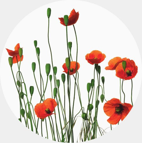 K&L Wall Art Vliestapete Kadam Rote Mohnblumen, florales Wandbild in Mehrfarbig und Matt, B/H: 236 x 236 cm - Bild 1