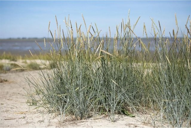 Ammophila Breviligulata Strandhafer pflegeleichte Pflanze Höhe: 60–80 cm - Bild 1