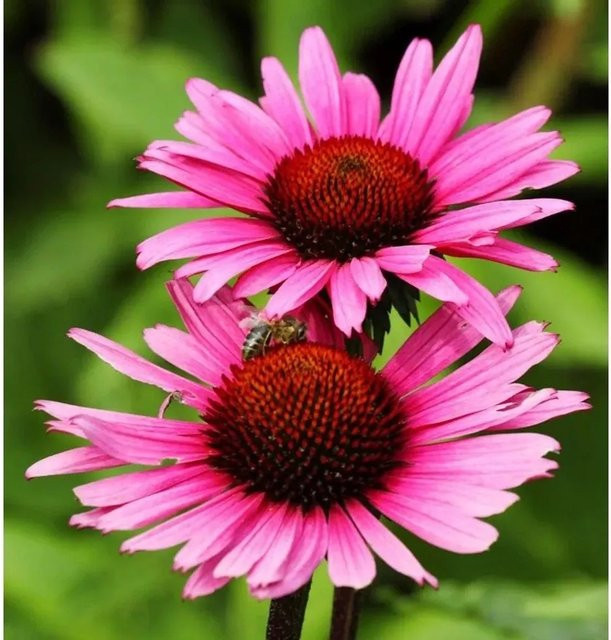 Sonnenhut Vintage Wine Echinacea purpurea lila Schnittblumepflanze für den Garten - Bild 1