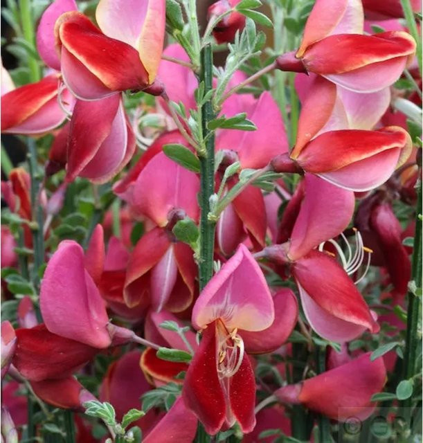 Besenginster Roter Favorit Cytisus scoparius Zierstrauch in Rot von Nr-01.de - Bild 1