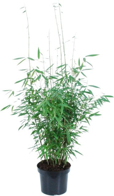 GROW by OBI Gartenbambus Panda Fargesia murielae im 6l Topf, Höhe: 60-80 cm - Bild 1