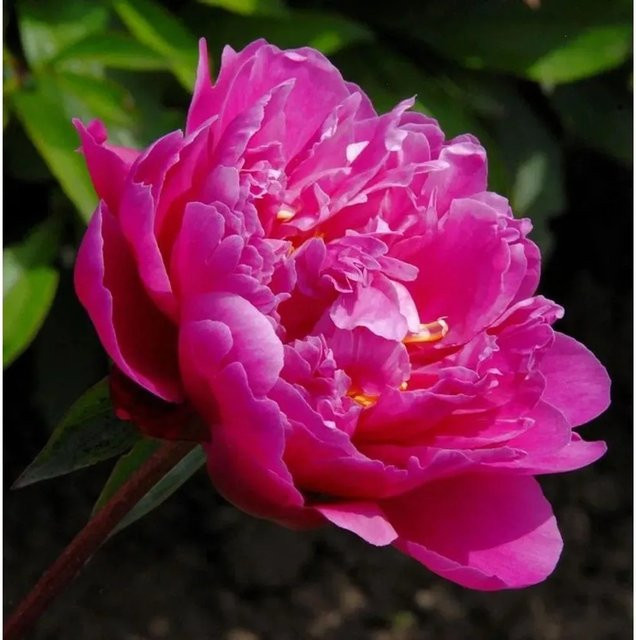 Edelpfingstrose Victoire de la Marne Paeonia lactiflora in Pink - Bild 1
