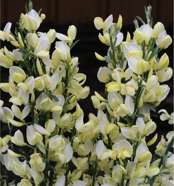 Edelginster White Lion Cytisus scoparius als Zierstrauch in Weiß und Gelb, Höhe: 40-60 cm - Bild 1