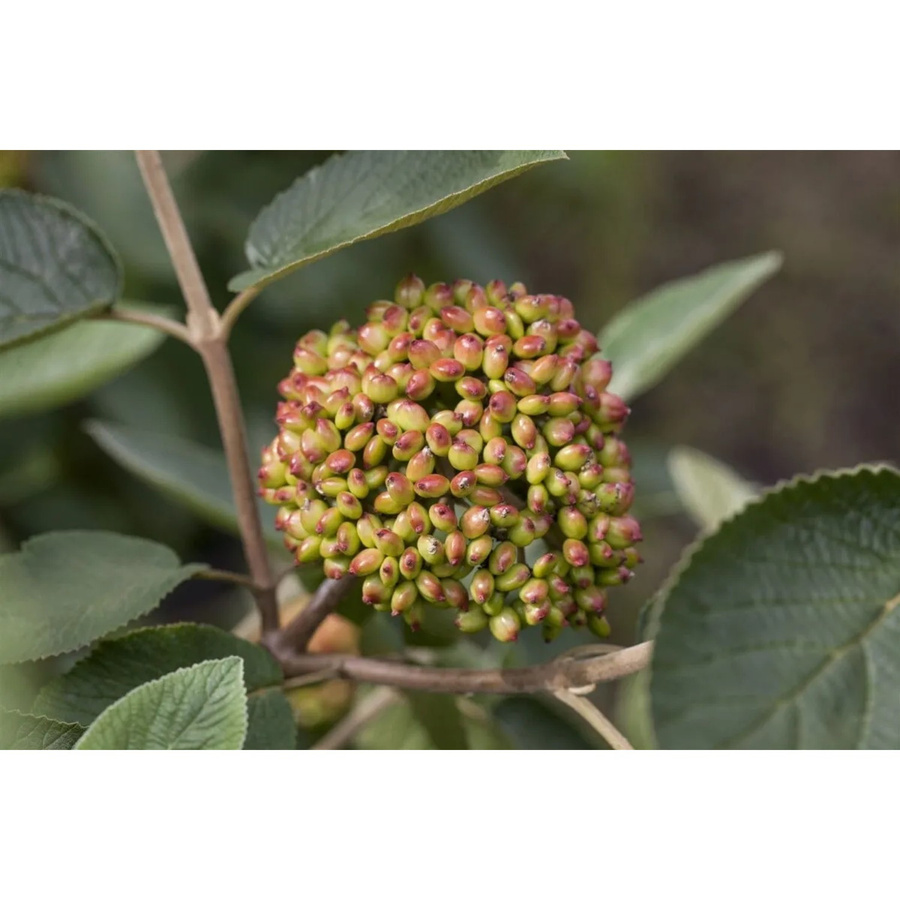 Viburnum Rhytidophyllum Immergrüner Schneeball als Zierstrauch und Heckenpflanze, Höhe: 100–125 cm, Weiß und Grün - Bild 2